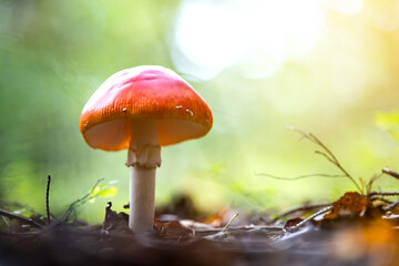 Red fly agaric fungus poisonous mushroom growing in autumn forest.