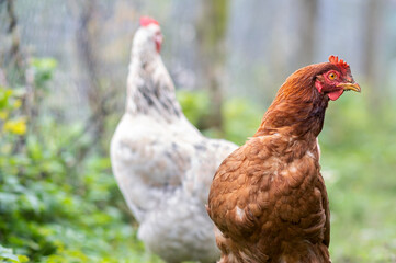 Chicken feeding on traditional rural barnyard. Hens on barn yard in eco farm. Free range poultry farming concept.