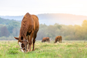 Beautiful chestnut horse grazing in green grassland summer field.