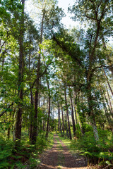 Fototapeta premium Beautiful landscape of the Landes forest in the south west of France
