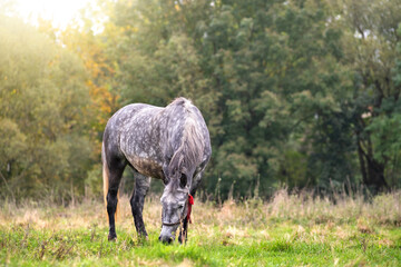 Obraz premium Beautiful gray horse grazing in summer field. Green pasture with feeding farm stallion.