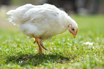 Hen feed on traditional rural barnyard. Close up of chicken standing on barn yard with green grass. Free range poultry farming concept.