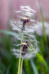 dandelion head, macro photo. The texture of the seeds was clearly drawn.