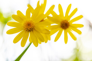Obraz premium yellow daisies, macro photo. white background.