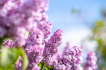 Fototapeta premium Violet vibrant lilac bush with blooming buds in spring garden.