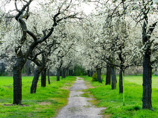 Allee mit Pflaumenb&auml;umen (weg mittig)