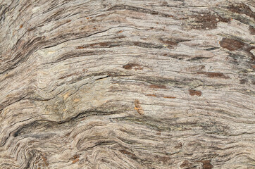 Tropical hardwood and textured background / Hardwood Grain / Mankind most valuable and sustainable resources