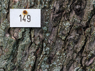 Baum mit der Nummer 149