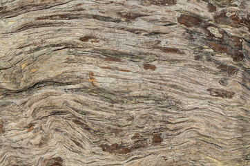 Tropical hardwood and textured background / Hardwood Grain / Mankind most valuable and sustainable resources
