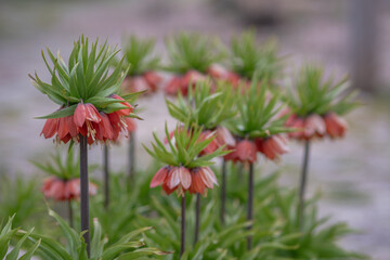 Selective focus shot of red imperial hazel grouse growing in the garden