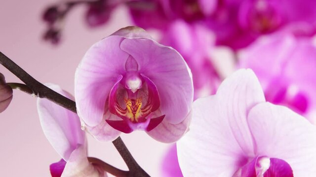 Time lapse of blooming orchid blossom. Beautiful spring blooming background.