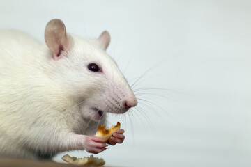 Close up of white domestic rat eating bread crums.