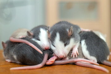 Fototapeta na wymiar Many small funny baby rats warming together one on top of another.