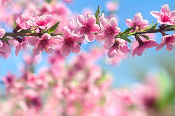 Fototapeta na wymiar Blooming sakura tree, pink flowers cherry on twig in garden in a spring day on background blue sky