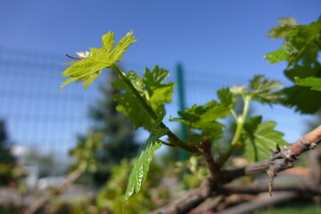Young Grape Tree with New and Fresh Leaves in the Park 