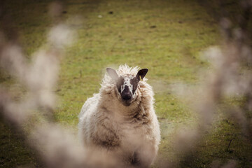 Obraz premium Sheep and lambs on a welsh farm