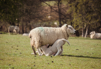 Fototapeta premium Sheep and lambs on a welsh farm