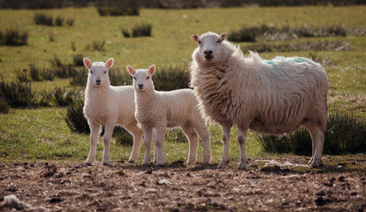 Obraz premium Sheep and lambs on a welsh farm