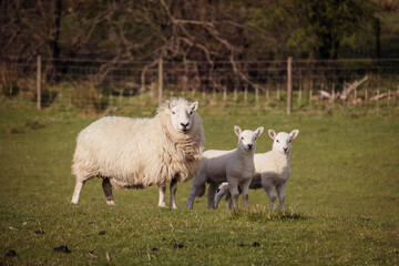 Naklejka na ściany i meble Sheep and lambs on a welsh farm
