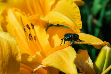 Golden chafer (Latin: Cetonia aurata) sitting on yellow Daylily (Latin: Hemerocallis). Insect pest on a daylily petal. Insect closeup.