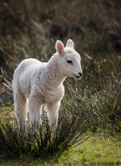 Fototapeta premium Sheep and lambs on a welsh farm