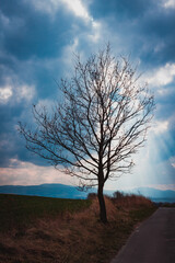 Lone tree near the mountain road with the sun's rays breaking through the clouds