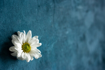 Chamomile bud on a blue background.