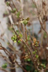  Hydrangea green new leaves  damaged by unexpected frost in the garden on springtime