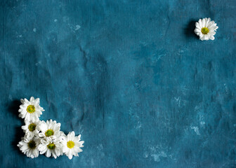 Obraz premium Group of daisies on a blue background