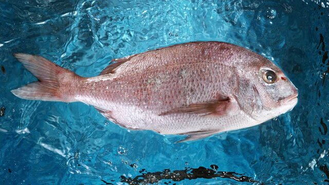 Super Slow Motion Shot of Falling Fresh Blue-spotted bream