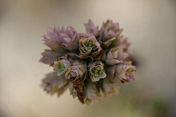 Marjolaine sauvage (Origanum vulgare), couleur bohème chic en macro