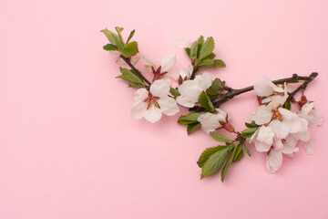 Cherry branches with blooming flowers. Flat lay on a pink background. Spring time. Place for text...