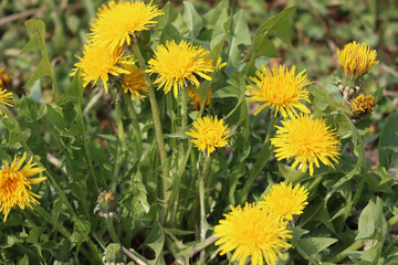 Dandelion plants with many yellow flowers on a sunny day. Taraxacum officinalis