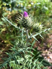 planta flor natureza