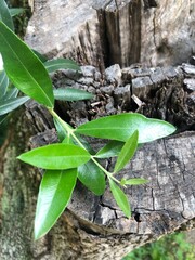 natureza plantas quinta plantas