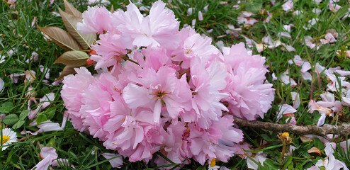 Panorama of prunus serrulata with pink flowers lies in the grass.