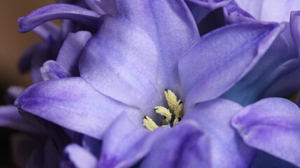 Hyacinthus purple color flower bud macro