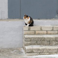 Cat with a tri-color coat on the concrete stairs. A calico cat sits and looks sideways on a brick staircase near a concrete wall. Animal in the city