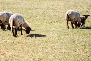 Sheep graze in the field.Group of sheep grazing in paddock at farm.
