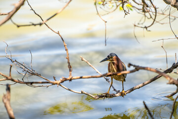 A green heron (Butorides striatus) sitting on a branch of the tree