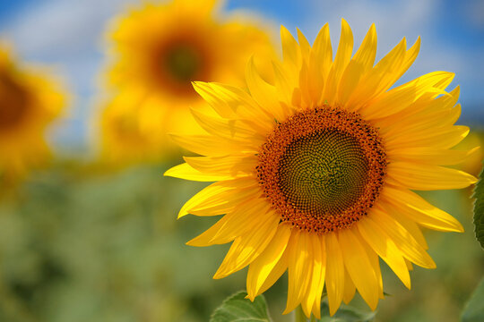 Closeup of sunflowers in a field with blue sky and clouds © Tim
