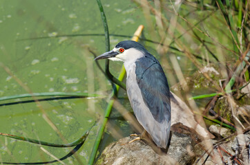 Black-capped night heron (Nycticorax nycticorax) stands on the shore of a lake