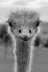 Close-up of ostrich looking into the camera with intimidating gaze