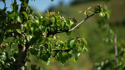 plantas natureza