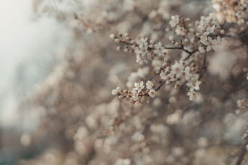 Creative spring nature scene with white blooming tree in sunlight. Abstract blurred background web banner. Soft selective focus