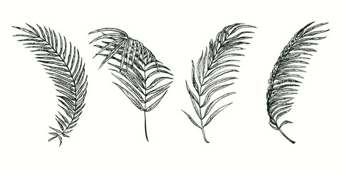 Areca palm leaves collection. Ink black and white doodle drawing in woodcut style.