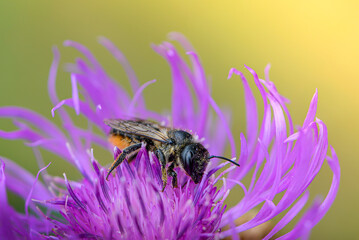 Wild bee collects nectar from flower meadow knapweed