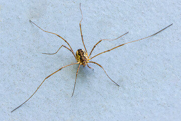 Female dentizacheus minor sits on blue surface with outstretched legs