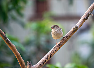 Isolated image of a female sparrow on tree branch with green bac