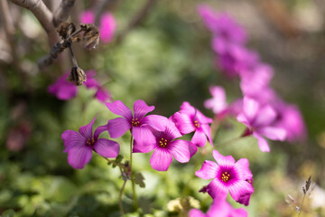 ピンクの花